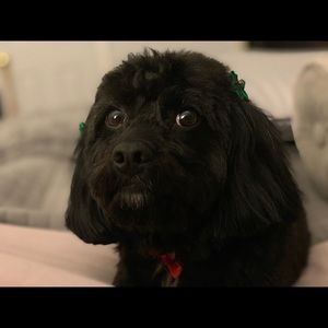 Meet your Posher, Joyce